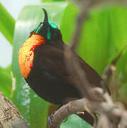 Scarlet-chested Sunbird