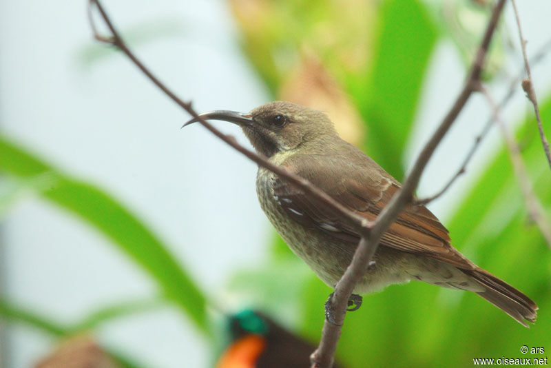 Souimanga à poitrine rouge femelle, identification