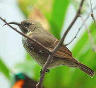 Scarlet-chested Sunbird