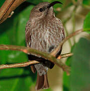 Scarlet-chested Sunbird