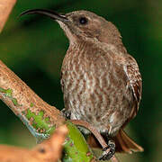 Scarlet-chested Sunbird