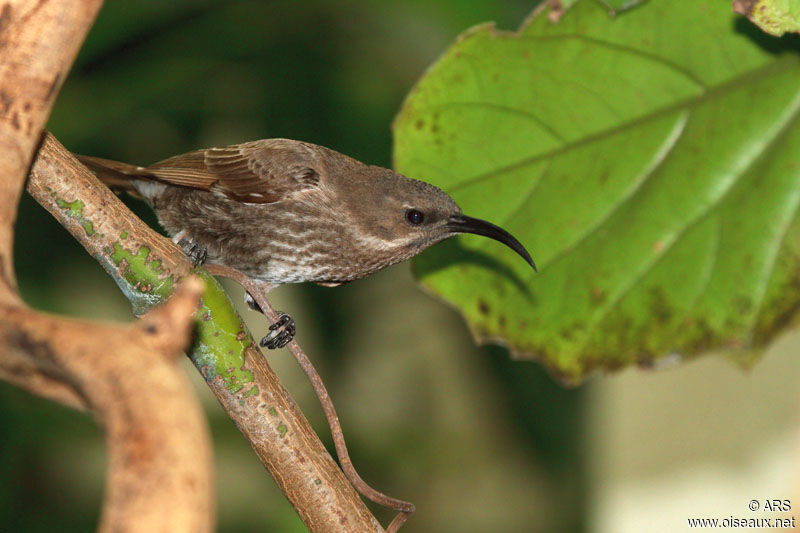 Scarlet-chested Sunbird female adult, identification