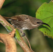 Scarlet-chested Sunbird