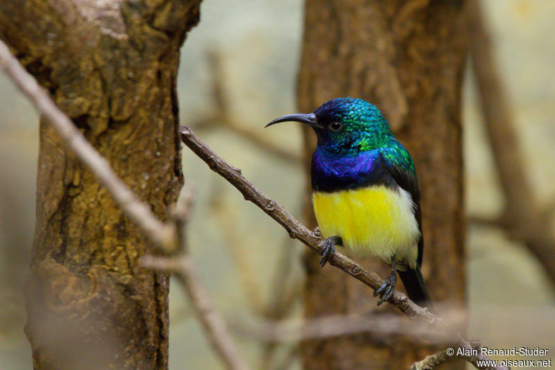 Variable Sunbird male adult, identification