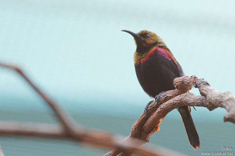 Souimanga cuivré mâle, identification