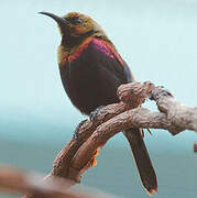 Copper Sunbird