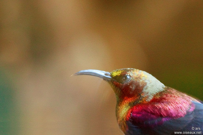 Souimanga cuivré mâle, identification