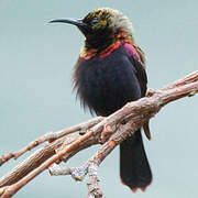 Copper Sunbird