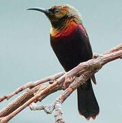 Copper Sunbird