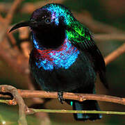 Splendid Sunbird