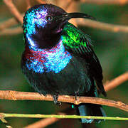 Splendid Sunbird