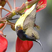 Ornate Sunbird