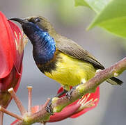 Ornate Sunbird