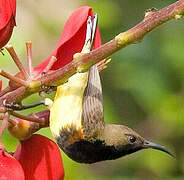 Ornate Sunbird
