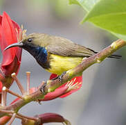 Ornate Sunbird
