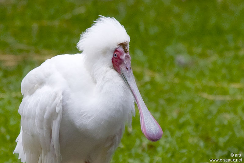 African Spoonbill, identification