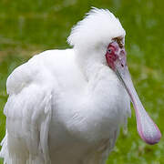 African Spoonbill