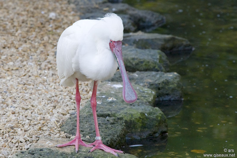 African Spoonbill, identification