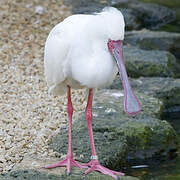 African Spoonbill