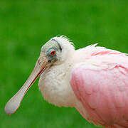 Roseate Spoonbill