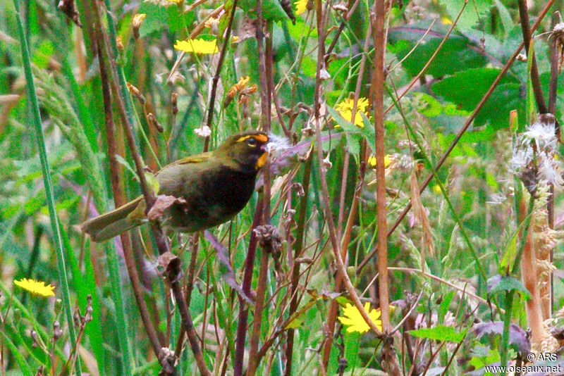 Yellow-faced Grassquit male adult, identification