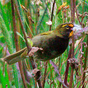 Yellow-faced Grassquit