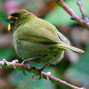 Yellow-faced Grassquit