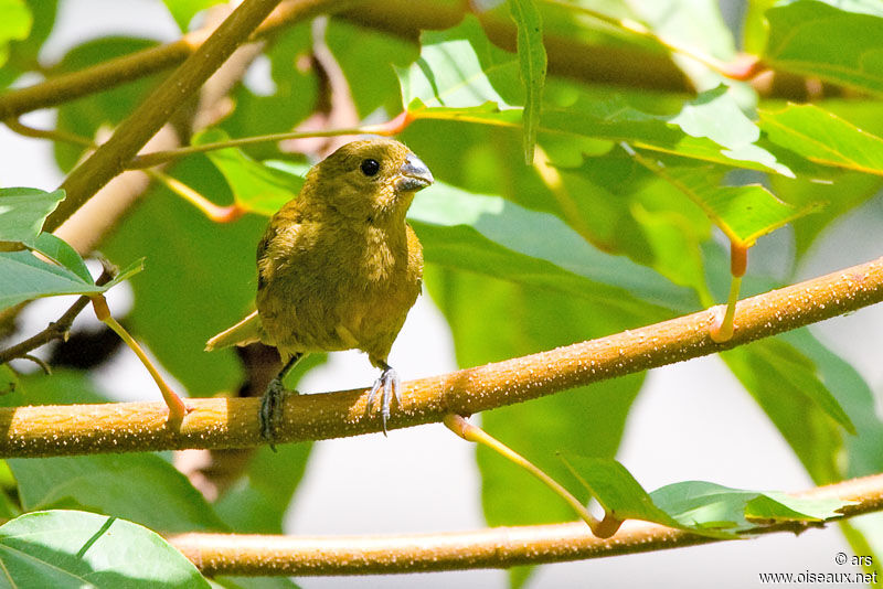 Variable Seedeater, identification