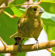 Variable Seedeater