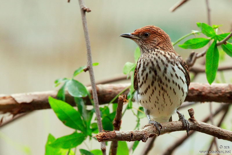 Violet-backed Starling female, identification