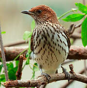 Violet-backed Starling