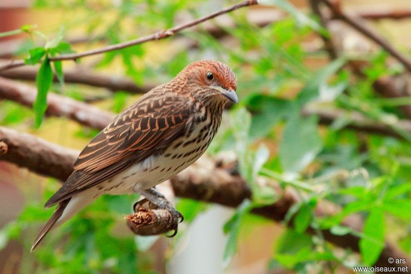 Violet-backed Starling female, identification