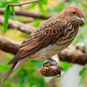 Violet-backed Starling