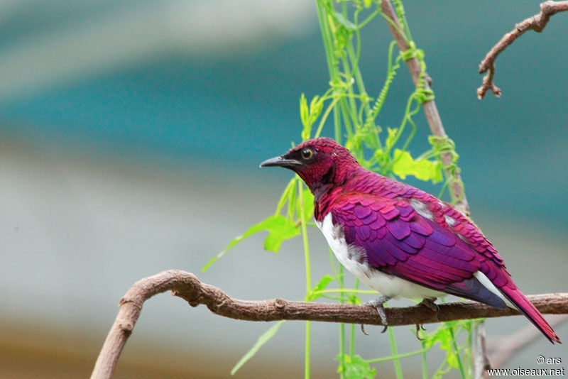 Violet-backed Starling male, identification