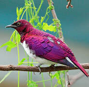 Violet-backed Starling