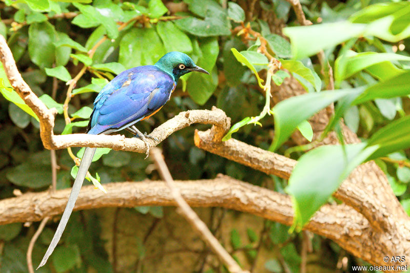 Golden-breasted Starling, identification