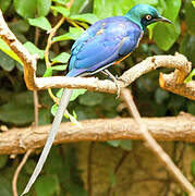 Golden-breasted Starling