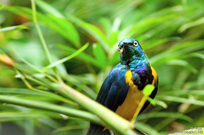 Golden-breasted Starling, identification