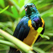 Golden-breasted Starling