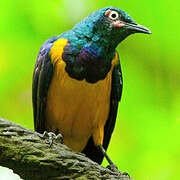 Golden-breasted Starling