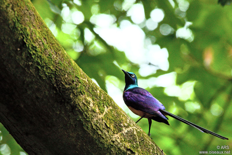 Golden-breasted Starling, identification