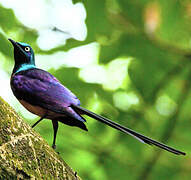 Golden-breasted Starling