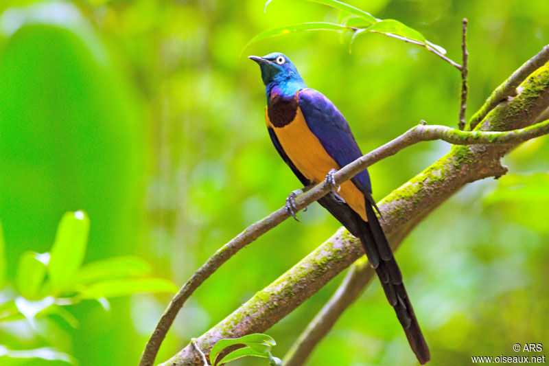 Golden-breasted Starling, identification