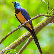 Golden-breasted Starling