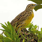 Eastern Meadowlark