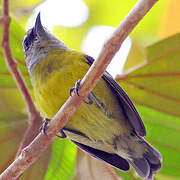 Bananaquit