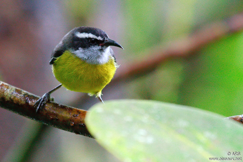 Sucrier à ventre jaune, identification