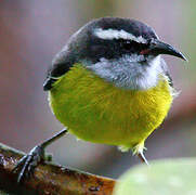 Bananaquit