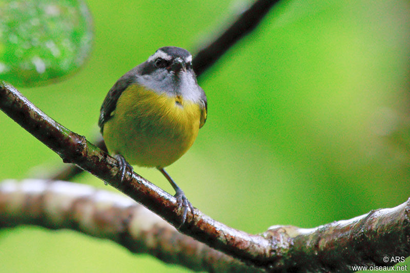 Bananaquit, identification