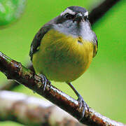 Bananaquit